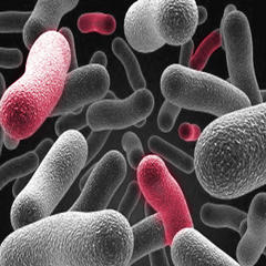 Adding silver to antibiotics makes them thousands of times more powerful