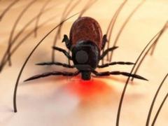 watch out for ticks this summer