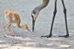 Celebrate Michigan Photo Contest: Sandhill cranes peck their way into finals